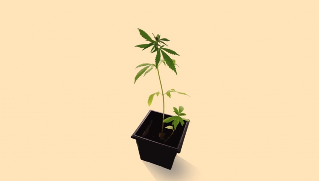foto van een marijuanaplant